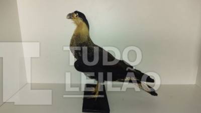 Taxidermia Gavião Carcará, 50cm De Altura, 60cm De Comprimento